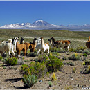 Llamas, Altiplano, Bolivia