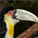 Parque das Aves, Foz do Iguacu, Brazil / Iguazu, Argentina