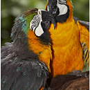 Parque das Aves, Foz do Iguacu, Brazil / Iguazu, Argentina