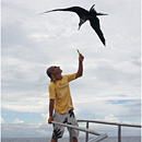 Fregatte Bird, Fernando de Noronha, Brazil