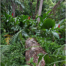 Garden of the Sleeping Giant, Viti Levu, Fiji