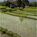 Ricefields near Luang Prabang, Laos