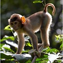 Young Macaque, Sepilok Rehabilitation Centre, Borneo, Malaysia