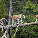 Proboscis Monkeys, Labuk Bay, Sepilok, Borneo, Malaysia