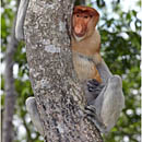 Proboscis Monkeys, Labuk Bay, Borneo, Malaysia