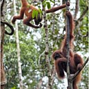 Orang Utan, Semenggoh Wildlife Centre, Kuching, Sarawak, Borneo, Malaysia
