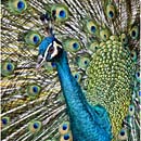 Peacock,Kuala Lumpur Bird Park, Malaysia