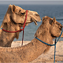 Camels @ Sealine Resort, Qatar