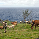 Wild Horses, South Coast, 'Eua, Tonga