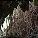 Giant Ovava (Banyan) Tree, 'Eua, Tonga