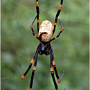 Spider, Primary Rainforest, 'Eua, Tonga