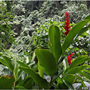 Rainforest, Efate, Vanuatu