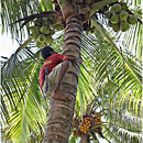 Coconut Climber, Tanna Island, Vanuatu