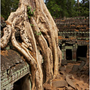 Ta Prohm, Angkor Wat