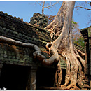 Ta Prohm, Angkor, Siem Reap, Cambodia