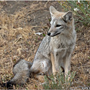Andean Fox, Torres del Paine, Patagonia, Chile
