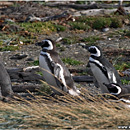 Penguins @ Seno Otway, Punta Arenas, Patagonia, Chile