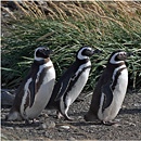 Penguins @ Seno Otway, Punta Arenas, Patagonia, Chile