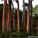 Last light at Havelock Rainforest, Andaman Islands