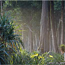 Rainforest on Havelock Island, Andaman